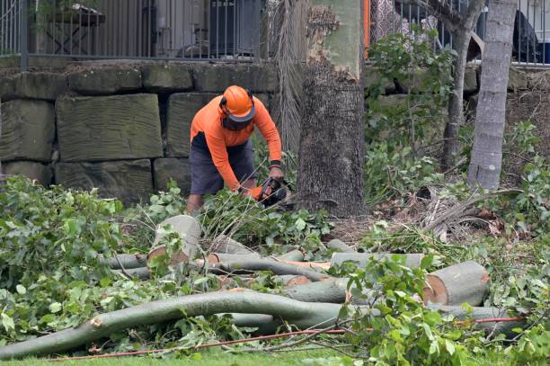 How Our Tree Care Process Works  in  Midlothian, TX